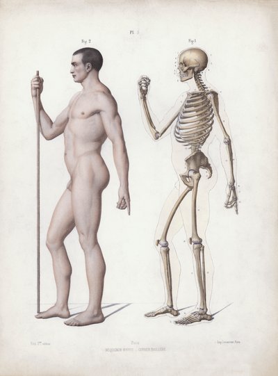 Ilustrace k Anatomii vnějších forem člověka: Muž stojící, boční pohled (barevné lito) od European School
