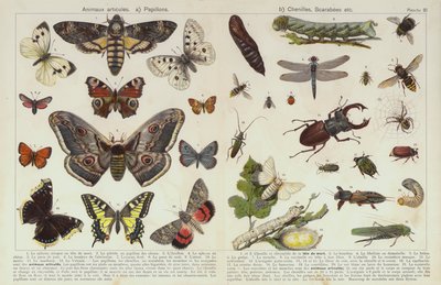 Hmyz a jiní bezobratlí (chromolitho) od European School