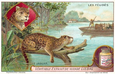 Jaguar (chromolitho) od European School