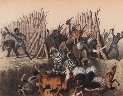 Kafři ženou zvířata do jámy (barevná litografie) od European School