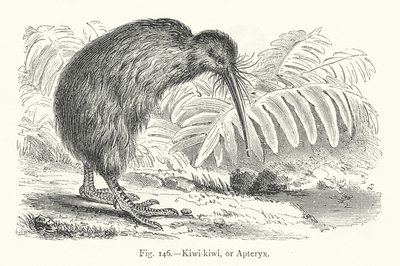 Kiwi-kiwi nebo Apteryx (rytina) od European School