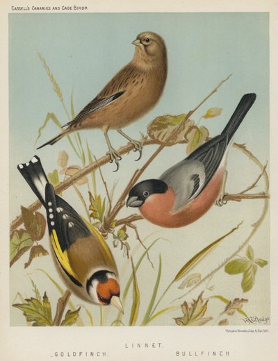 Linnet, Gold Finch, Bull Finch (barevná litografie) od European School