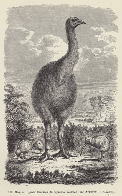 Moa, nebo Gigantic Dinornis (D giganteus) obnoven; a Apteryx, A Mantelli (rytina) od European School