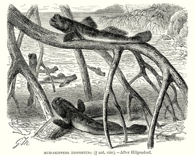 Bahenní kapitáni při plavbě (rytina) od European School