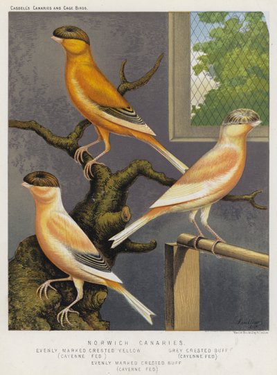 Norwich Canaries, rovnoměrně označený chocholatý žlutý, Cayenne Fed, Gray Crested Buff, Cayenne Fed, Rovnoměrně označený chocholatý Buff, Cayenne Fed (barevné litho) od European School