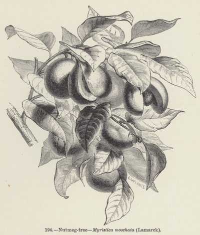 Muškátový oříšek, Myristica moschata, Lamarck (rytina) od European School