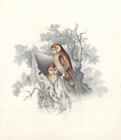 Sovy sedící na dutém kmeni mrtvého stromu (barva litho) od European School