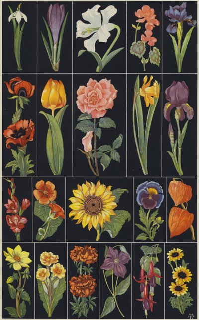 Stránka z dětské obrázkové knihy Flowers (barevná litografie) od European School