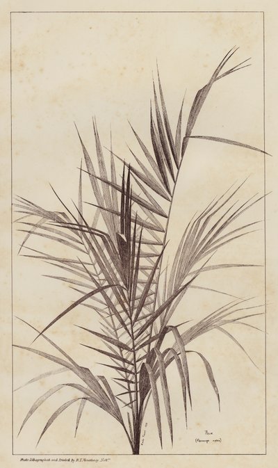 Palm, Chamaerops Exelsa (litho) od European School