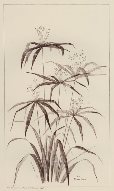 Palma Cyperus Luscus (litho) od European School