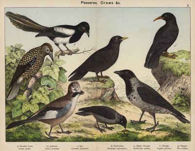 Passeres, Crows (barevná litografie) od European School