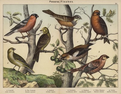 Passeres, Finches (barevná litografie) od European School