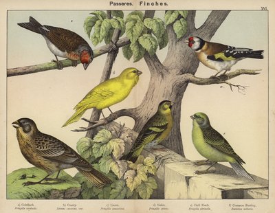 Passeres, Finches od European School