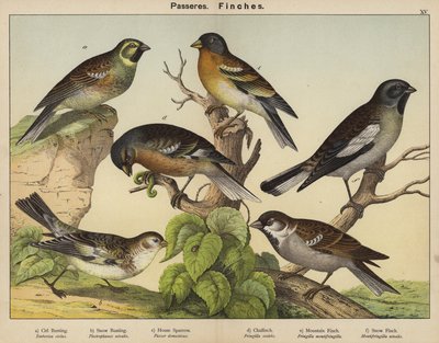 Passeres, Finches od European School