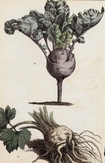 Kořenová zelenina (barevná litografie) od European School