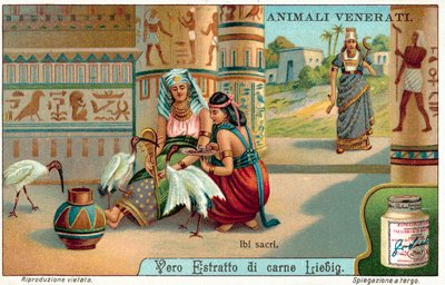 Ibis posvátný ve starověkém Egyptě (chromolitho) od European School