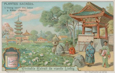 Jezírko posvátného lotosového květu v Nikko, Japonsko od European School