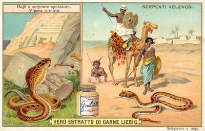 Plivající kobra a zmije rohatá (chromolitho) od European School