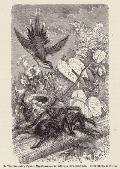 Ptačí pavouk (Mygale avicularia) zabíjející kolibříka (rytina) od European School