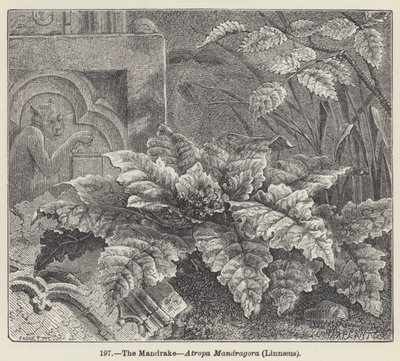 Mandragora, Atropa Mandragora, Linné (rytina) od European School