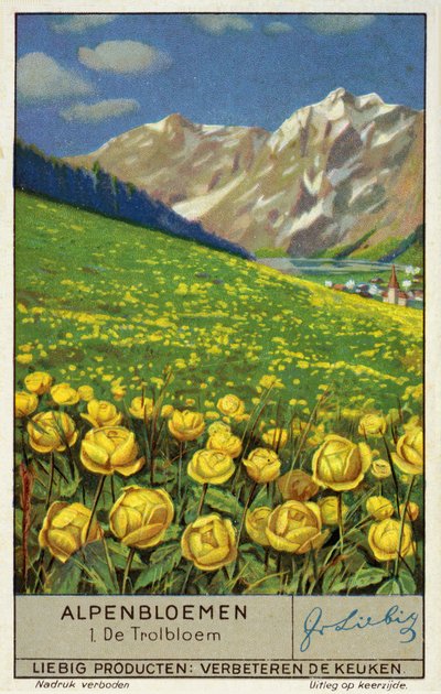Trollius (Globeflower) (chromolitho) od European School