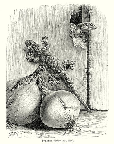Gekon turecký (rytina) od European School