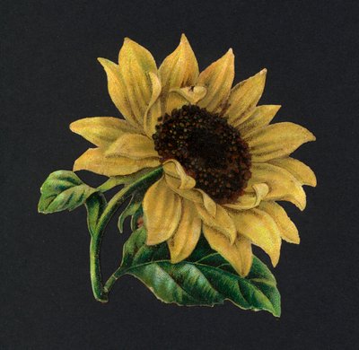 Viktoriánské zbytky: slunečnice (chromolitho) od European School