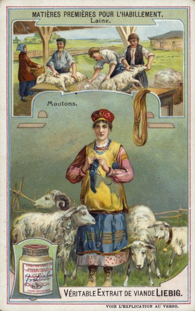 Vlna: ovce od European School
