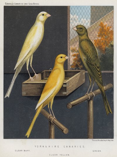 Yorkshire Canaries, Clear Buff, Green, Clear Yellow od European School