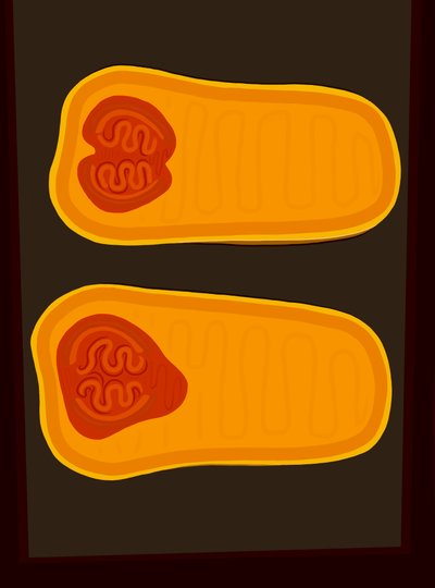 Butternut Squash (digitální umění) od Evan Sklar