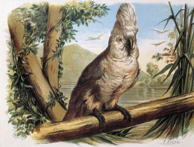 Kakadu bílý. Rytina podle kresby F. Padra. od F. (after) Padro