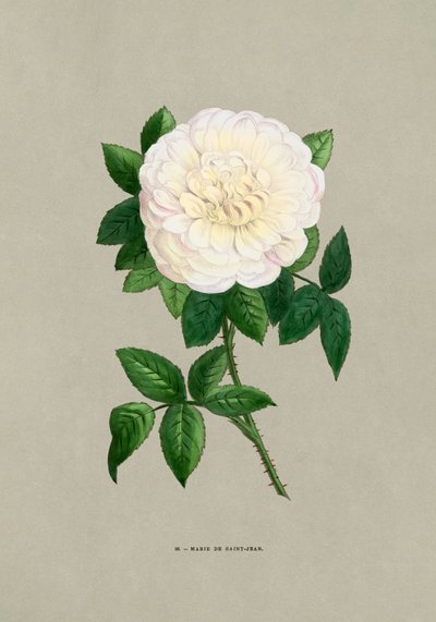 Rose Marie De Saint Jean od F. Grobon