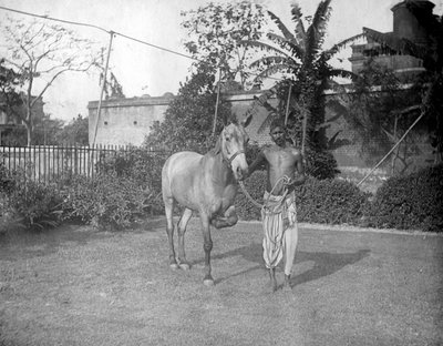 Muž s koněm, Alipore, Indie, 1905-1906 od F. L. Peters