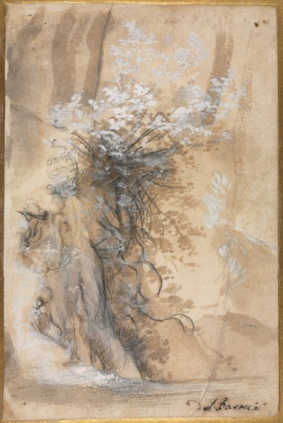 Kvetoucí keř nad erodovanou bankou od Federico Barocci