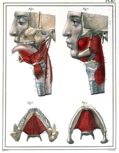 Anatomie krku a čelisti z knihy "Manuel d