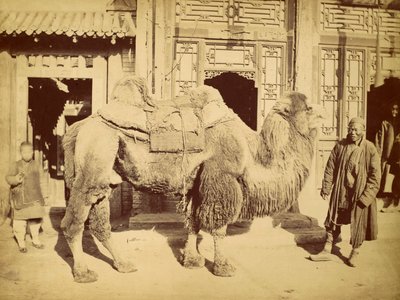 Velbloud dvouhrbý s manipulátorem, cca 1860 (hlubotisk) od Felice Beato