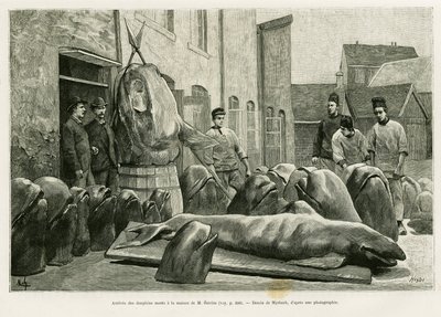 Příjezd mrtvých delfínů do domu pana Ostroma na ostrově Torrents. Rytina od Myrbach pro ilustraci příběhu Un mois dans l