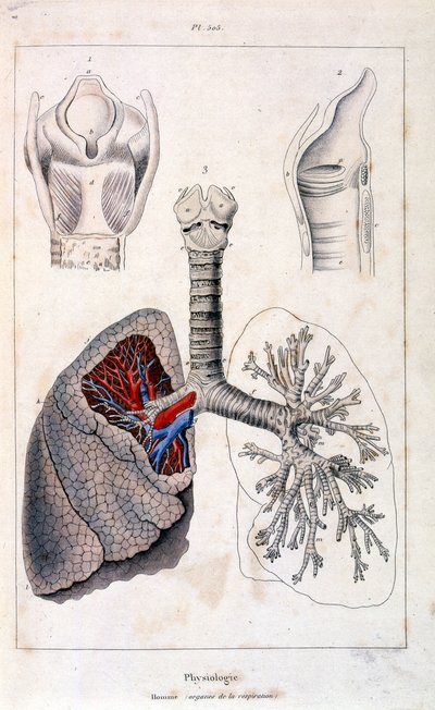 Anatomická ilustrace F. E. Guerina. Z Dictionnaire pittoresque d