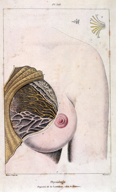 Anatomická ilustrace F. E. Guerina. Z Dictionnaire pittoresque d