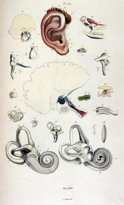 Anatomická ilustrace F. E. Guerina. Z Dictionnaire pittoresque d