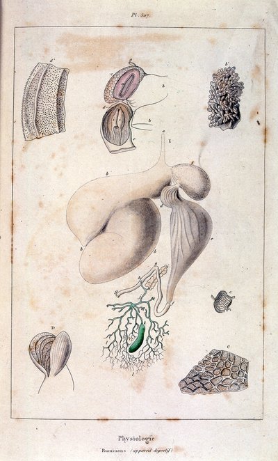 Anatomická ilustrace F. E. Guerina. Z Dictionnaire pittoresque d