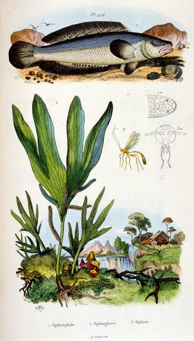 Botanické a zoologické ilustrace F. E. Guerin. Z Dictionnaire pittoresque d
