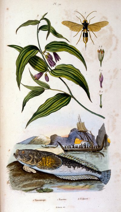 Botanické a zoologické ilustrace F. E. Guerin. Z Dictionnaire pittoresque d