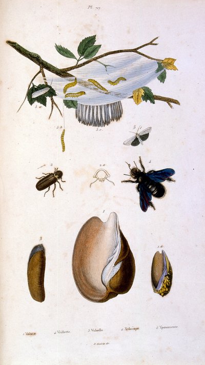 Botanické a zoologické ilustrace F. E. Guerin. Z Dictionnaire pittoresque d