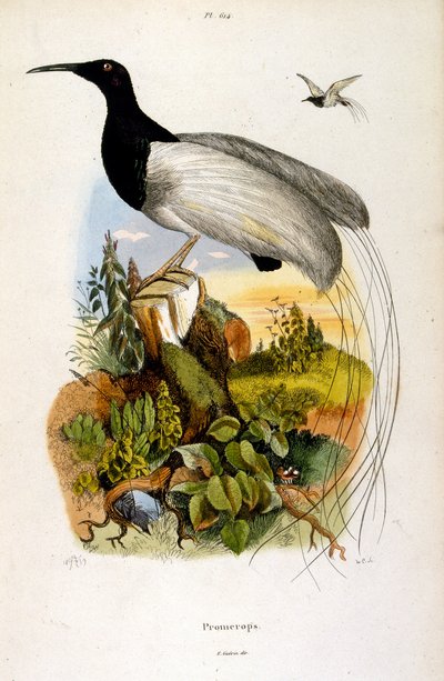 Botanické a zoologické ilustrace F. E. Guerin. Z Dictionnaire pittoresque d