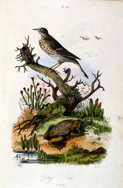 Botanické a zoologické ilustrace F. E. Guerin. Z Dictionnaire pittoresque d