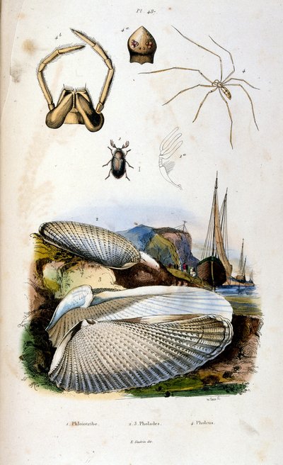 Botanické a zoologické ilustrace F. E. Guerin. Z Dictionnaire pittoresque d