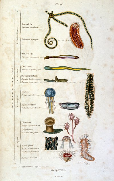 Botanické a zoologické ilustrace F. E. Guerin. Z Dictionnaire pittoresque d