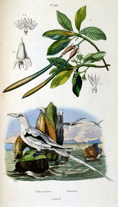 Botanické a zoologické ilustrace F. E. Guerin. Z Dictionnaire pittoresque d