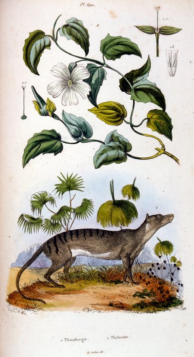 Botanické a zoologické ilustrace F. E. Guerin. Z Dictionnaire pittoresque d
